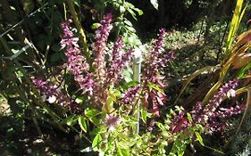 Apiflore