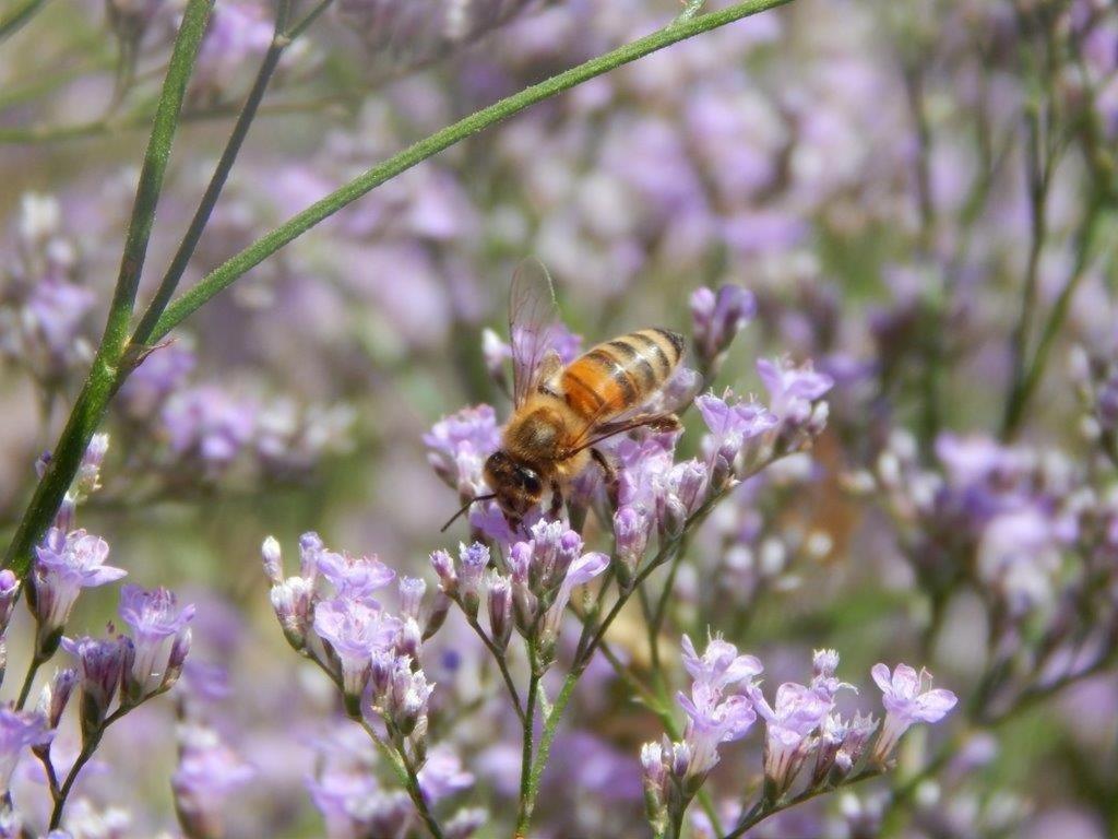 Apiflore Garéoult Extérieur photo