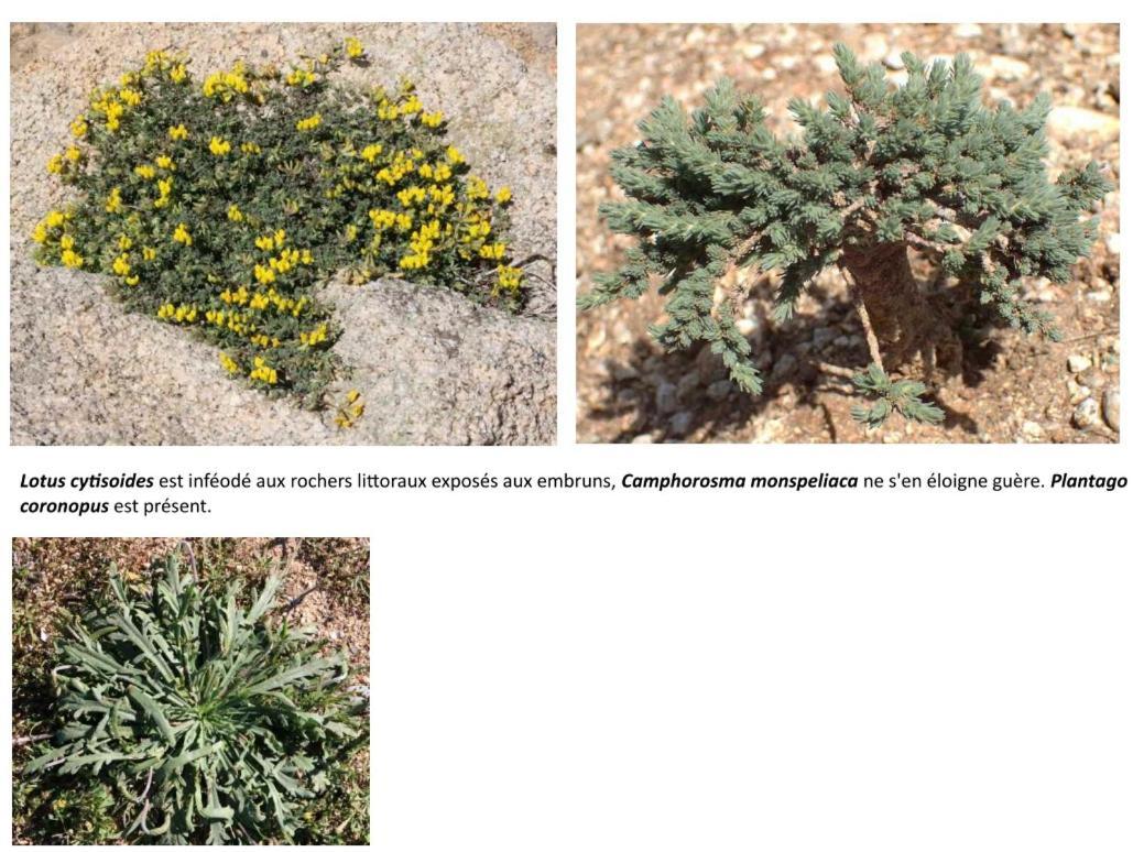 Apiflore Garéoult Extérieur photo
