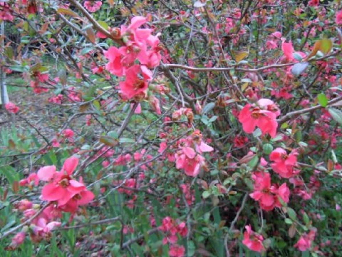 Apiflore Garéoult Extérieur photo