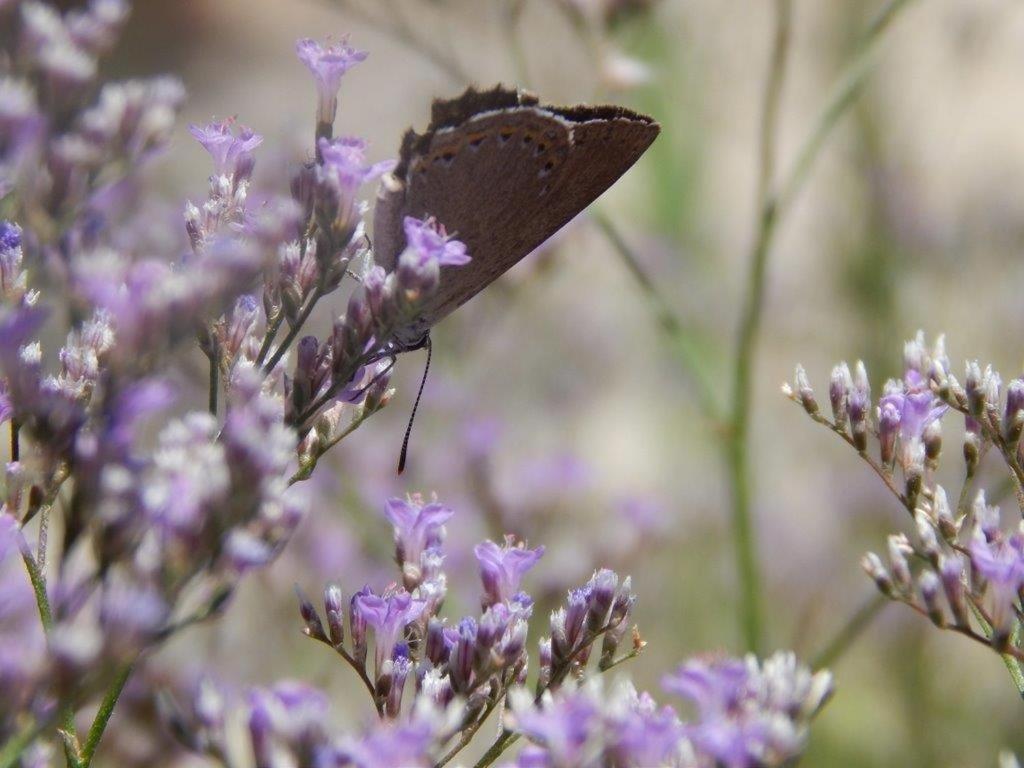 Apiflore Garéoult Extérieur photo