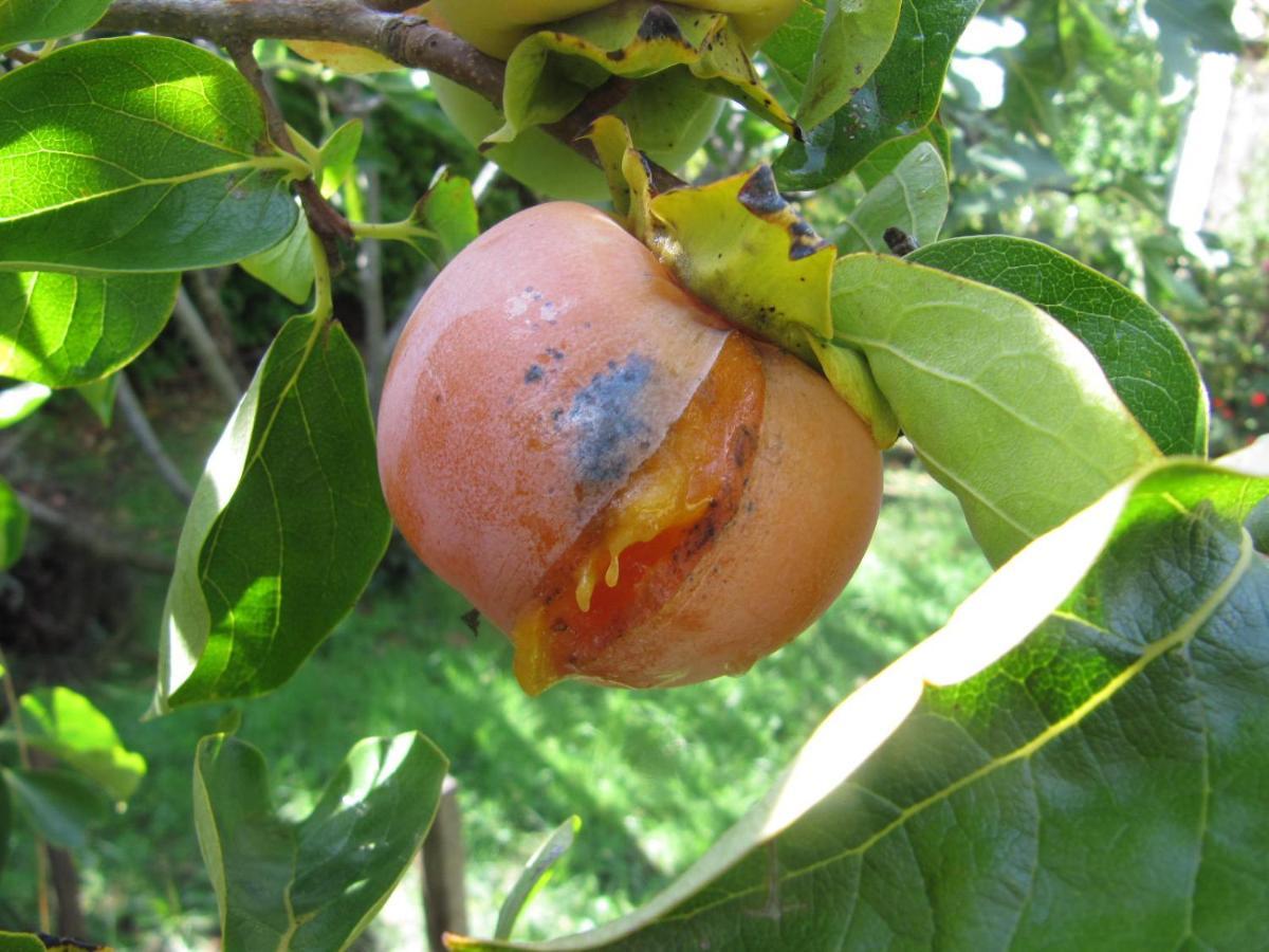 Apiflore Garéoult Extérieur photo