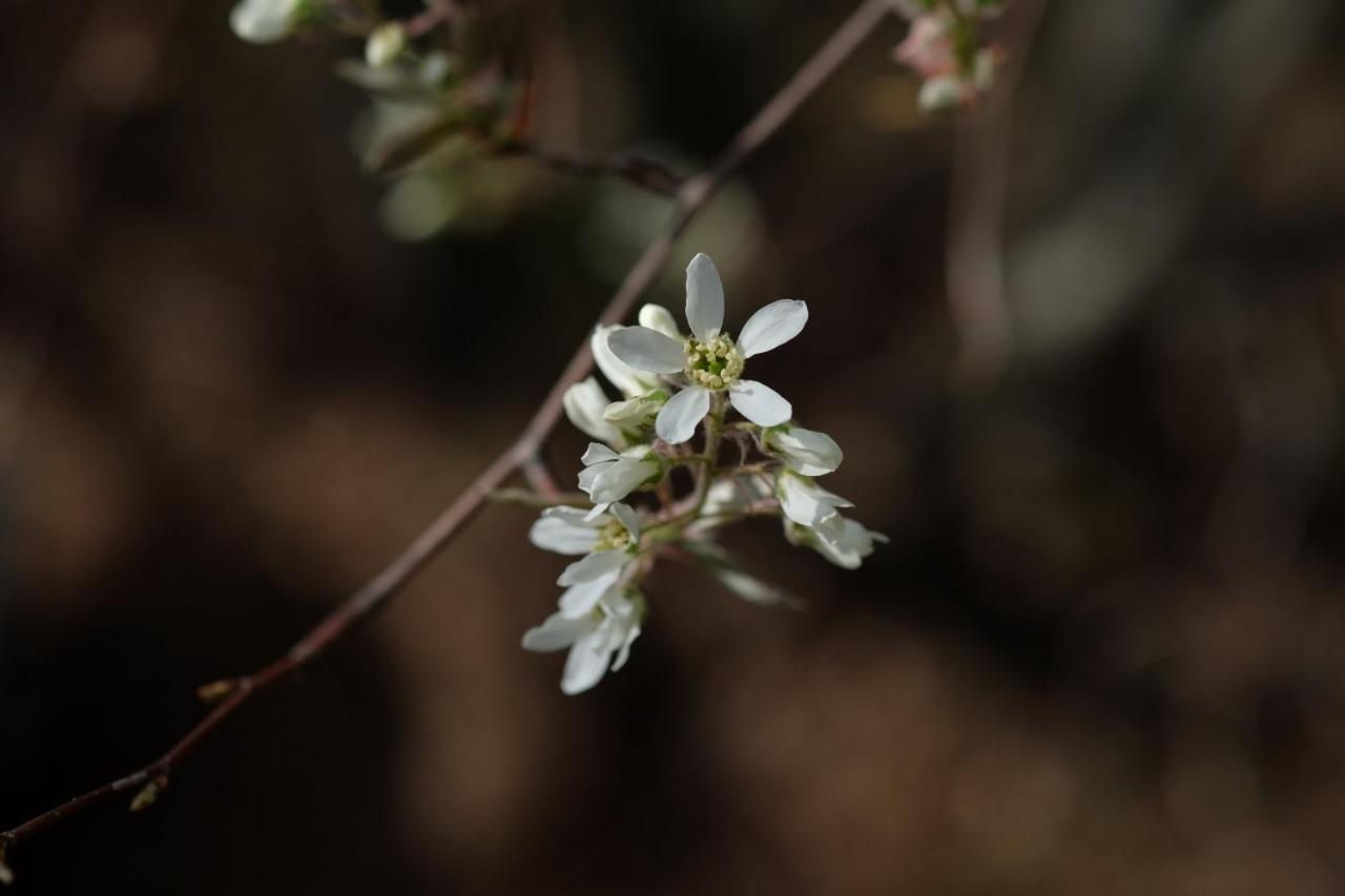 Apiflore Garéoult Extérieur photo
