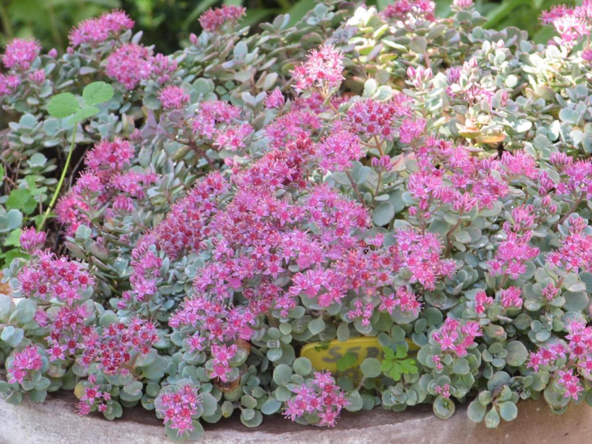 Apiflore Garéoult Extérieur photo