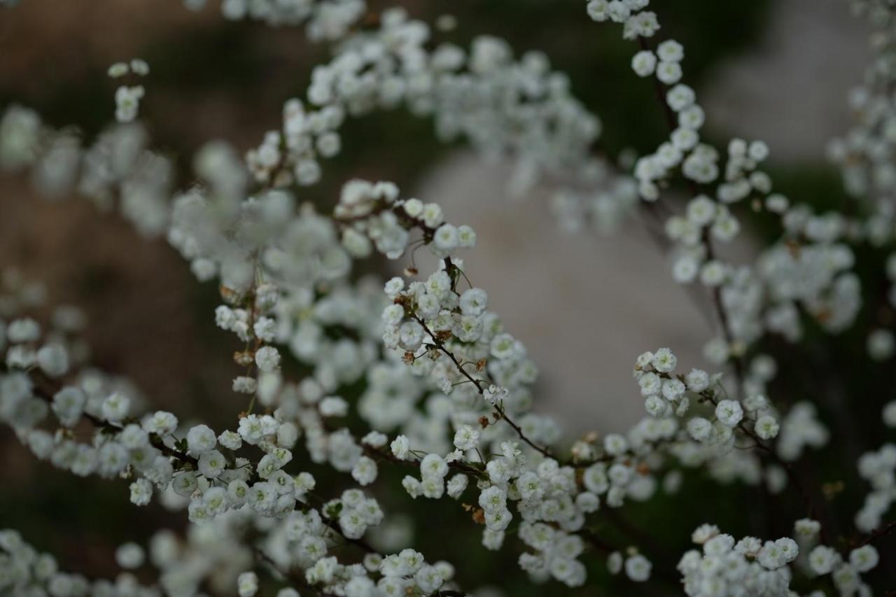 Apiflore Garéoult Extérieur photo