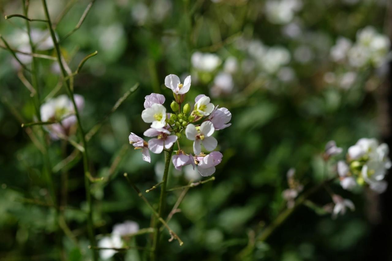 Apiflore Garéoult Extérieur photo